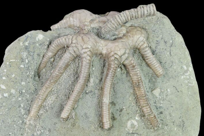 Fossil Crinoid (Agaricocrinus) - Crawfordsville, Indiana #132804